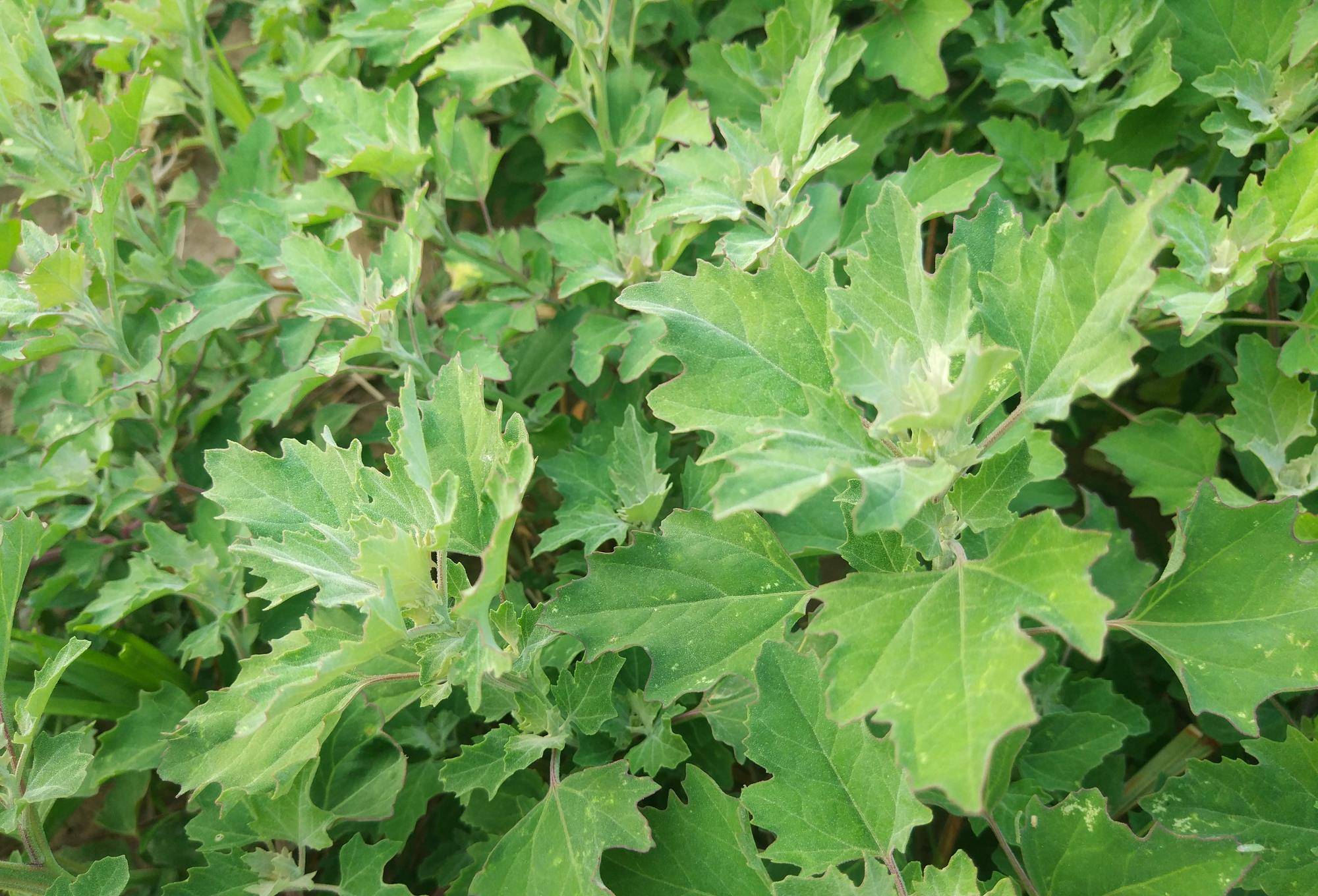 这种农村常见的"喂猪菜,现在摇身一变成了高端食材,你吃过吗