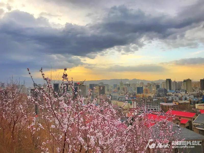 乌鲁木齐雅山公园盛开的山桃花(4月11日摄).