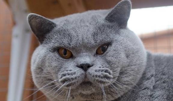 原创英短蓝猫的几个小缺点看完你还想养吗