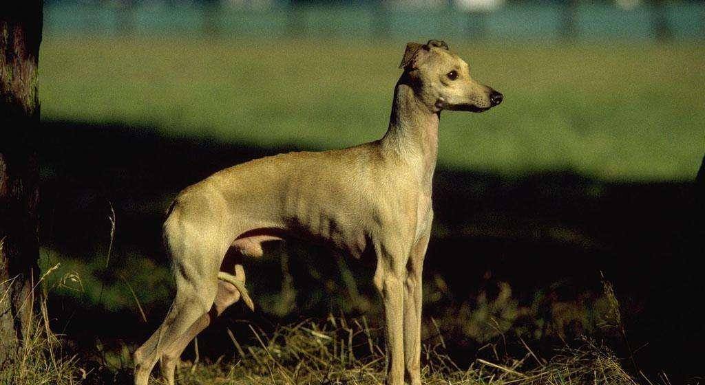 世界名犬——灵缇(格力犬,格雷伊犬,灰狗,意大利灵缇)