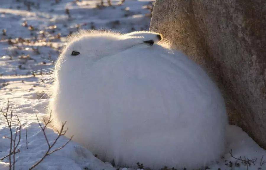 北极兔:萌到极致的兔子,又白又圆毛茸茸,还是个大长腿