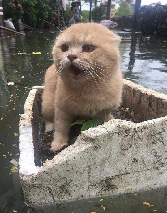 家里被淹后,猫咪瞬间崩溃了,赶紧坐着小船准备逃命