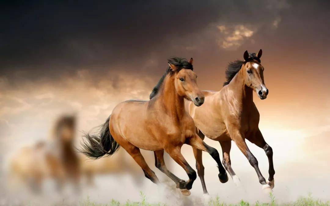 这些蒙古人和马,你们为什么不奔跑?