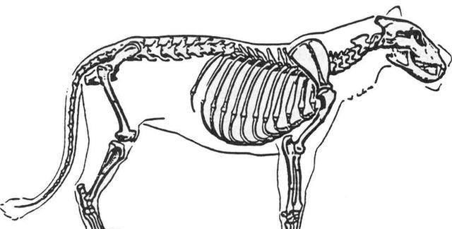 我们能够看到,尽管老虎比猫咪的骨骼要大了不知多少倍,但它的体型