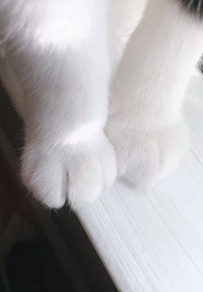 每吃一个山竹就会有猫咪失去爪爪猫爪这个隐藏的彩蛋你发现了吗