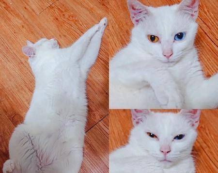 收养了一只脏兮兮的流浪猫,一年后变美丽异瞳猫,网友