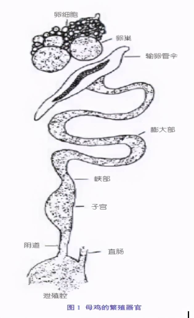 控制蛋鸡输卵管炎症的发生是养生殖道的关键