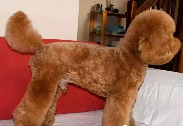 犬种科普丨贵宾犬泰迪