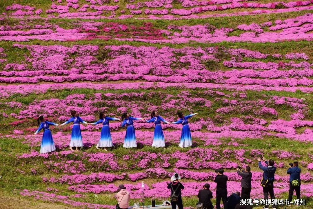 嵩县里仁花海:芝樱一开,这里就变成了童话