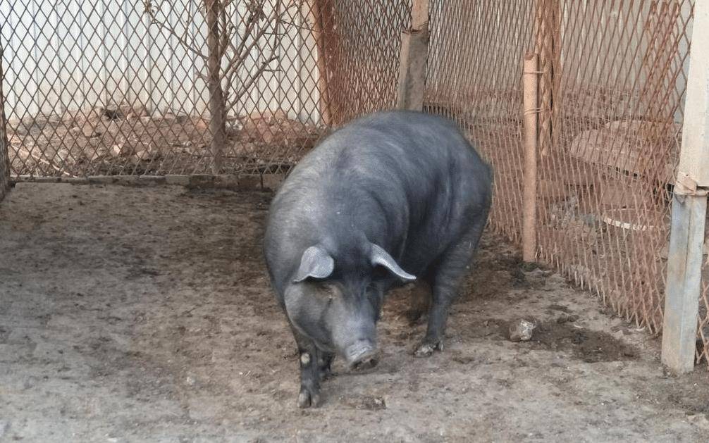 黑猪肉比白猪肉更好吃,为何我国原本多养黑猪,如今却全是白猪