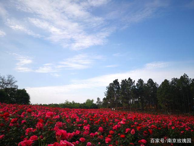 石臼湖畔 玫瑰花开_花海