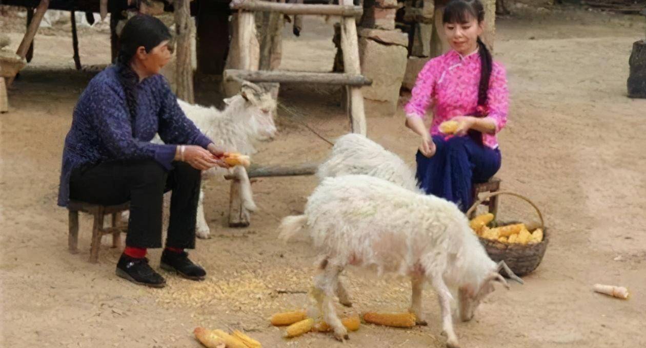 平常他们夫妻也会和小时候一样, 代替父母去田间劳作,帮助家里放羊