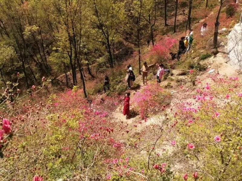 第二届鲁山杜鹃花节盛大开幕