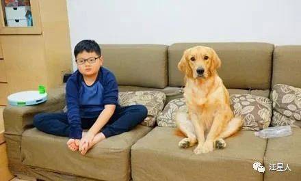 金毛学小主人坐着看电视搞怪姿势笑翻网友就差自己换台了