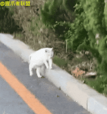 怀孕白猫扶着台阶行走,不走寻常路笑哭网友