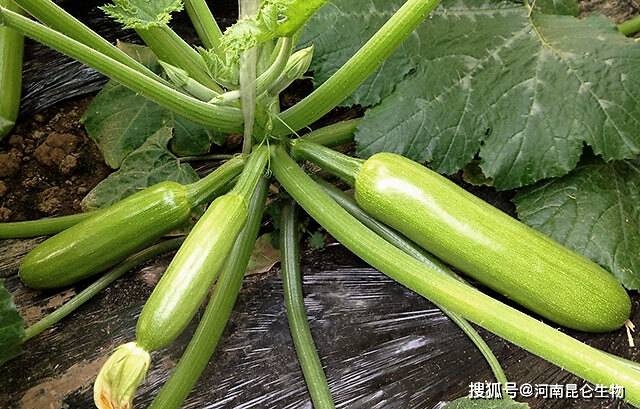 西葫芦需要用什么肥料?