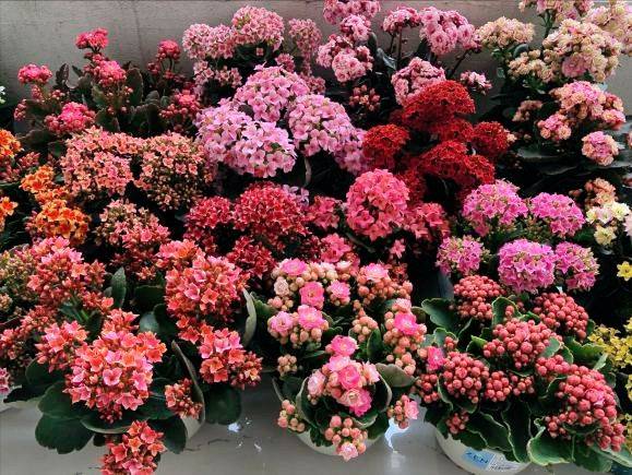 扦插长寿花?掌握4点,插一盆爆一盆,满阳台全是花