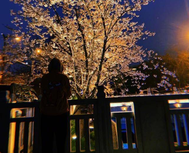 关晓彤深夜晒背影照,独自站在樱花树下,看着路过的情侣一脸向往