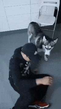 搞笑gif:狗狗合集:外防别的女人,内防家狗,我太难了