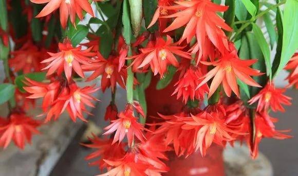 原创1种红色的昙花,却叫"假昙花",白天开放,夜间闭合,花苞硕大