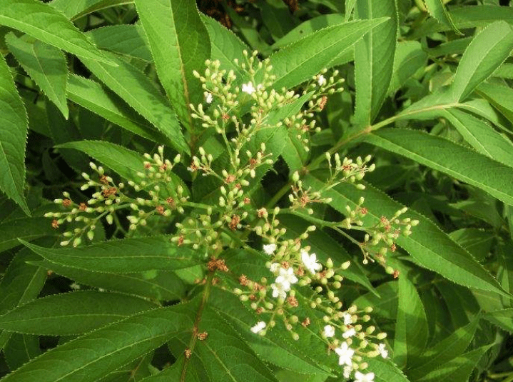 原创农村1杂草,名为"接骨丹",曾受皇室重用,遇见别采摘,很珍贵