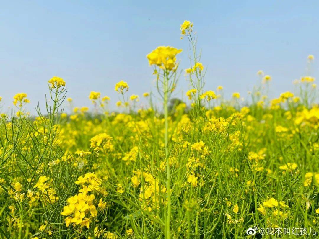 这使得许多游客 都无缘观赏这片唯美花海 颇有些遗憾 而今年,在这个4