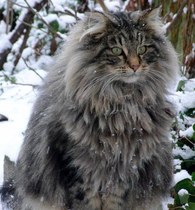 像妖精一样的猫咪挪威森林猫猫奴一定会喜欢