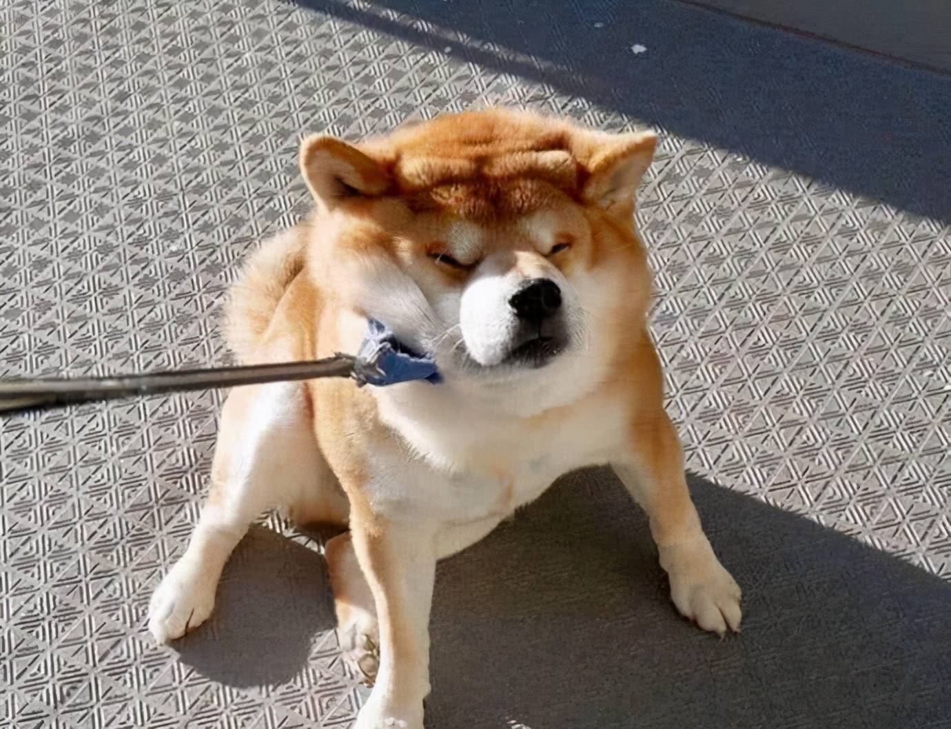 柴犬最大能长多大受限狗令约束吗