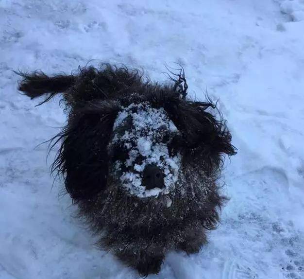 又一只狗狗冻死在雪地,冬天,我们能为那些流浪动物做点什么?