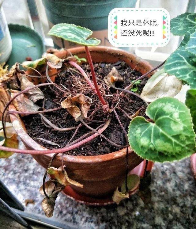原创仙客来夏季一定休眠吗?2种情况要分清楚,别耽误秋天开花