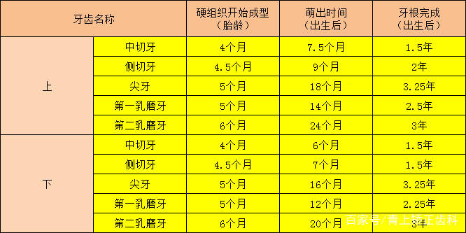 儿童牙齿护理篇,这次我们来聊聊宝宝的牙齿发育史