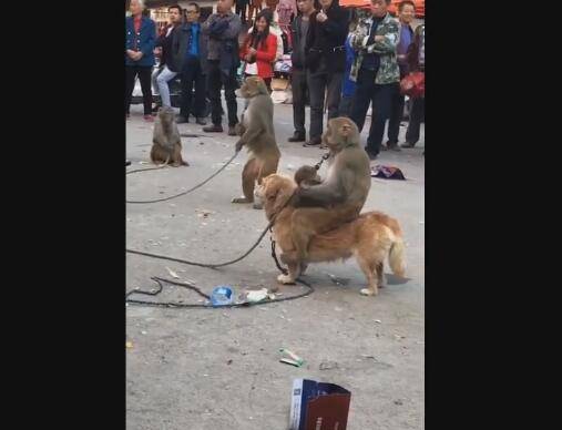 街边马戏团里,猴子将狗当马骑,引起路人鼓掌大赞!