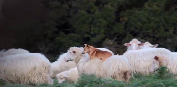 这是我见过的待遇最好的牧羊犬了,狗狗骑着羊牧羊