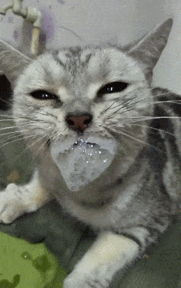 狗狗生病被灌苦药,瞬间口吐白沫,差点以为中毒了!