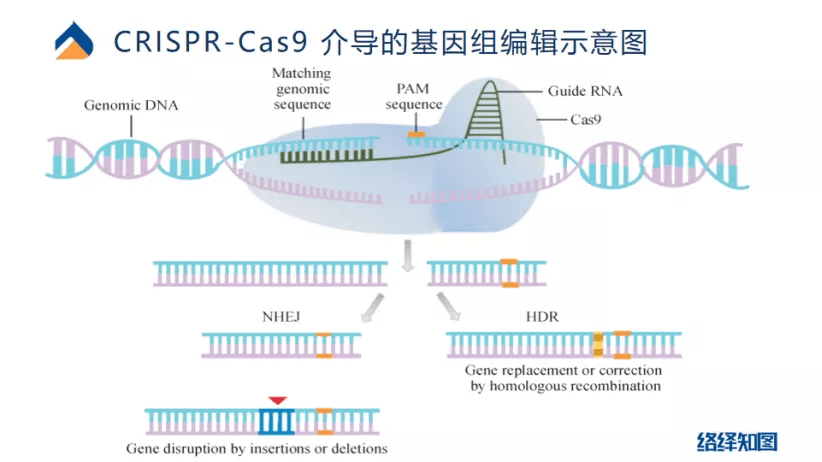 原创crispr/cas9基因编辑技术大热,非病毒载体技术助力递送系统优化