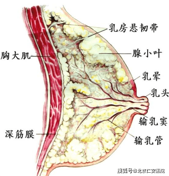 【仁安科普】关注乳腺健康,呵护生命之花_乳房