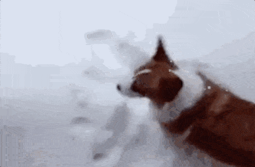 不下一场雪你都不知道狗子和猫的区别在哪里