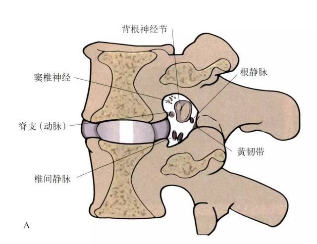 这就是颈椎椎间孔,是提供神经和血管进入脊柱的孔洞,及供应椎管内软