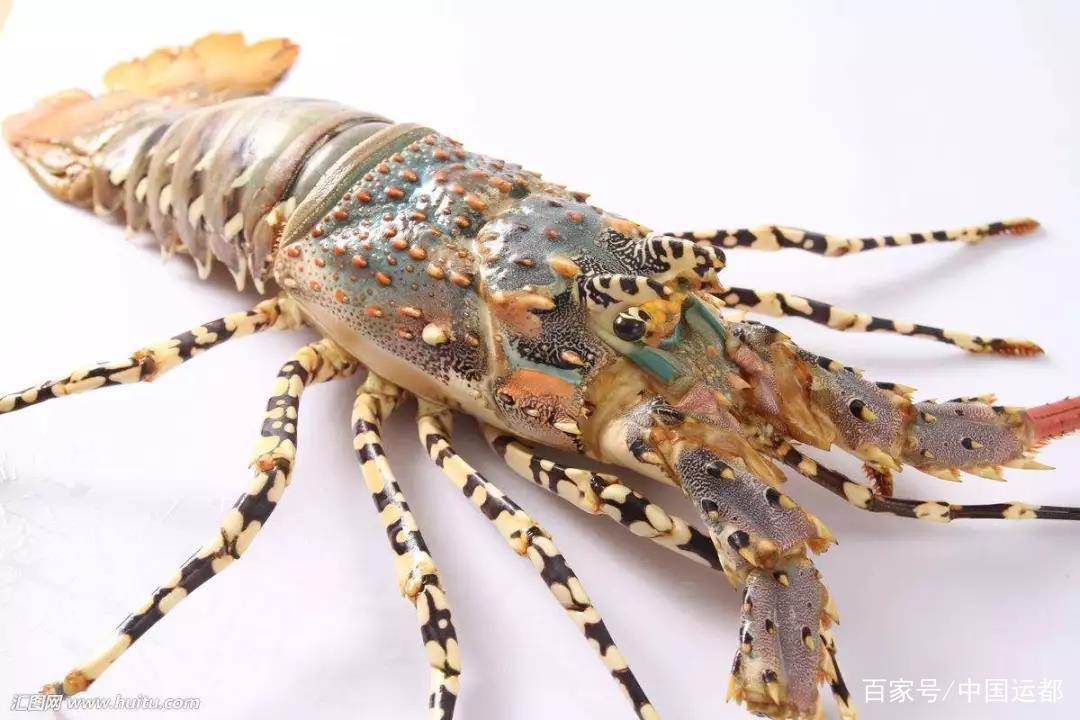 智利龙虾生长在太平洋的胡安·费尔南德斯岛,罗宾逊岛等附近海域.