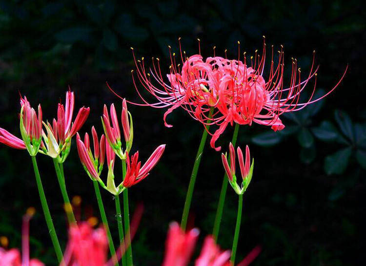 传说在冥界生长着四花,冥界四花都是哪些花,在现实中能找到吗?