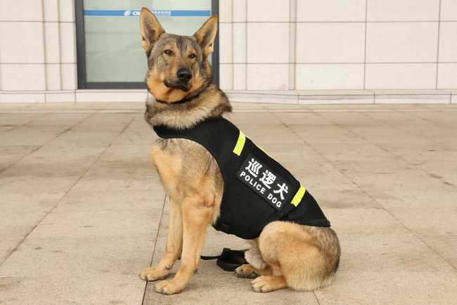 中华田园犬这么聪明,为什么不能当警犬?