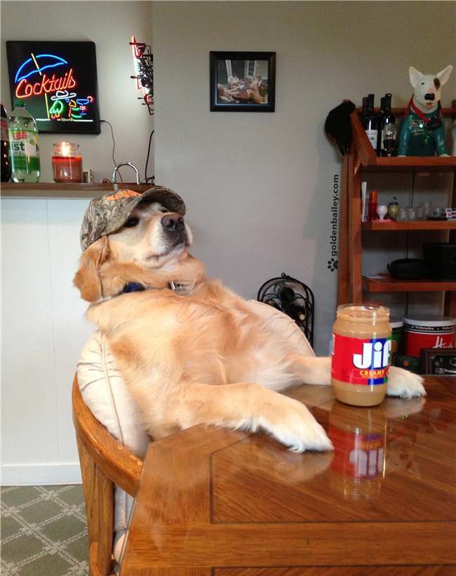 连狗狗都开始学习人类生活,这些照片让人大呼这些根本