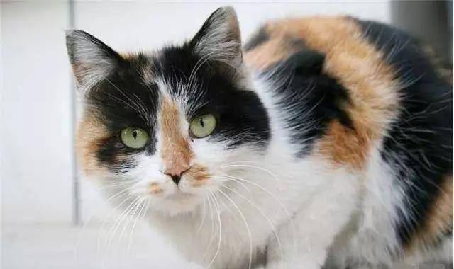 中国最受欢迎的猫,就是中华田园猫!