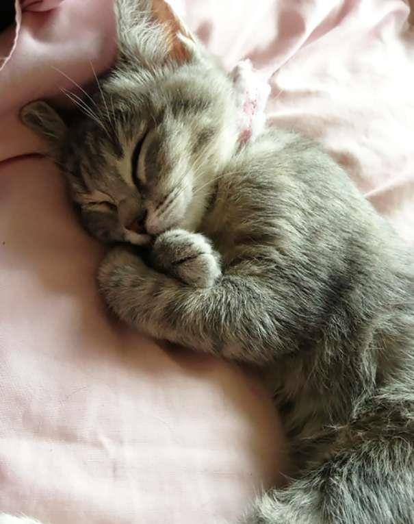 "睡觉也在卖萌"! 猫咪如此熟睡,真是爆可爱!