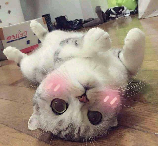 呆萌猫狗表情包,不来别后悔哦!