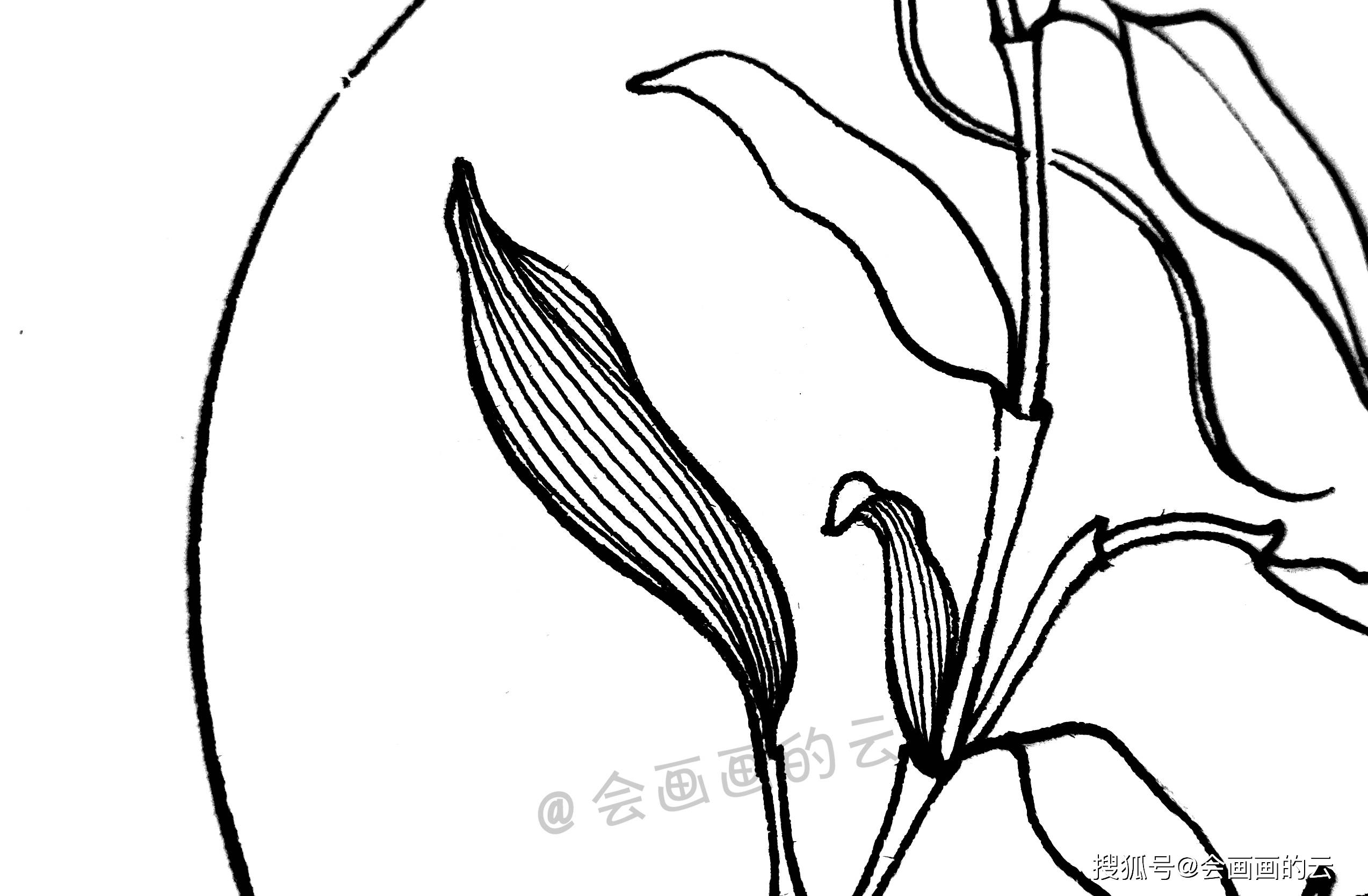 004,叶子的线条画法都是一样的,我们需要不断地做重复练习,在练习的