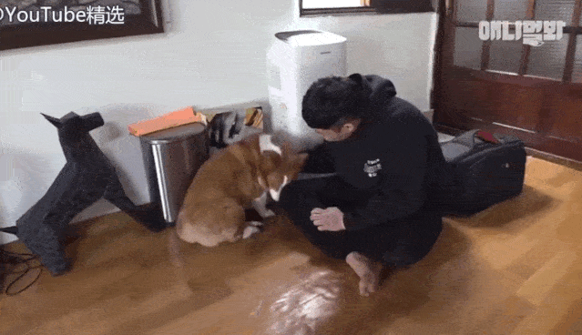 先来介绍一下汪星人drof,这只带有喵性的狗狗一看到节目组就特别害羞