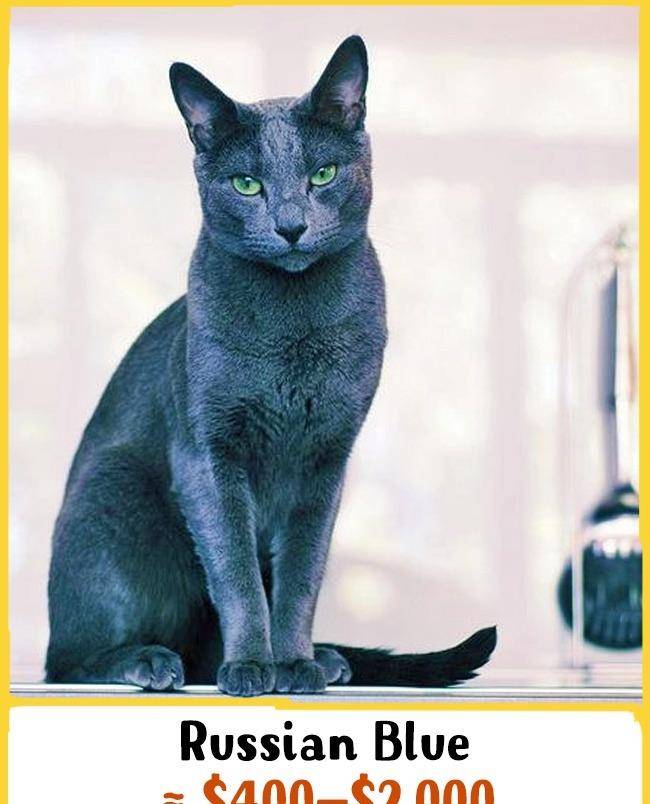 15种世界最贵桑桑的猫品种 居然有皇室才养得起的猫!