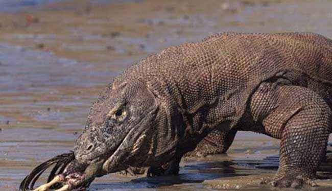 世界上最凶猛的动物,科摩多巨蜥上榜,如今却濒临灭绝!