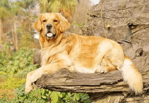 如果你有一只金毛犬,那么不妨看看这篇文章,或许会收获许多